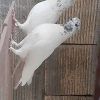 کبوتر کله برنجی آس