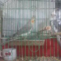 عروس هلندی توضیحات رابخوان