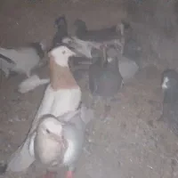 10کبوتر پرشی مفت