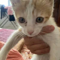 واگذاری بچه گربه