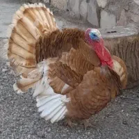 بوقلمون نر