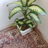 گل دیفن باخیا همراه با گلدان
