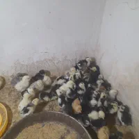 جوجه گلین