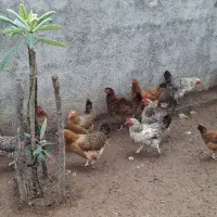 مرغ تخمگذار بزرگ گلپایگان
