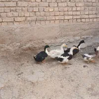 اردک|حیوانات مزرعه|داران, |دیوار