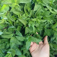 فروش تخصصی نعناع خشک تازه