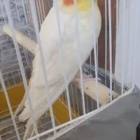 عروس هلندی جفت