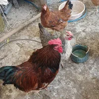 فروش مرغ و خروس