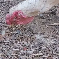 مرغ وخروس لاری حجازی اصیل