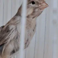 موشی نر درشت