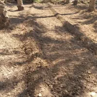 باغبانی ودرخت کاری