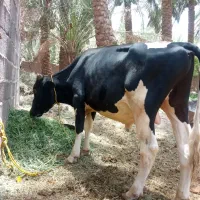 گوساله نر