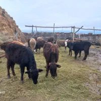 گوساله ماده