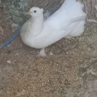 جفت دمچتری تو دلی