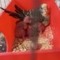 مرغ عشق جفت با جوجه