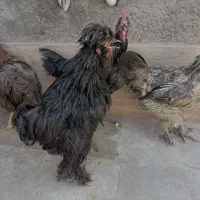 مرغ و خروس