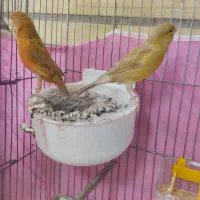 فروش قناری