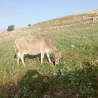گاو دورگ|حیوانات مزرعه|اندیمشک, |دیوار