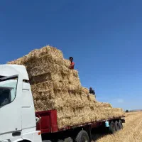خرید و فروش کاه و پرس  گندم و جو