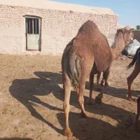 شتر ماده و نر جوان درجه یک قیمت توافقی