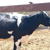 حیوانات مزرعه