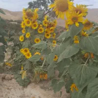 6600متر زمین کشاورزی