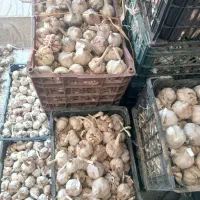 سیر محلی