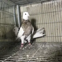 طوقی بخارا