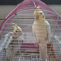دوعدد عروس هلندی  نر وماده