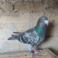 جان آردر