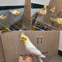 عروس هلندی