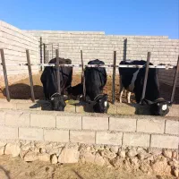 دو عدد گاو شیری با دوتا گوساله