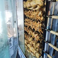 جوجه گردون۶ سیخ