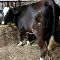 گاو گوساله