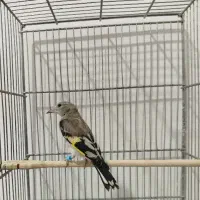 جوجه سهره دورگ کال