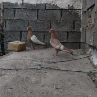 سینه زرد