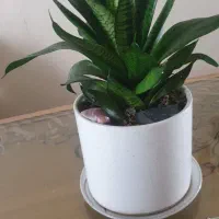 گل طبیعی