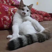 واگذاری گربه با تمام وسایل