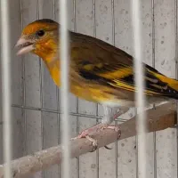 سهره قناری