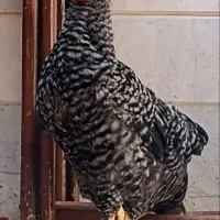 خروس امروک زرنگ و زیبا