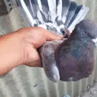 کفتر یا کبوتر