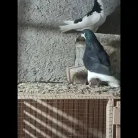 پرنده