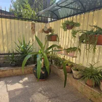 سوسن گرمسیری ۱۲ ساله با گلدان قدیمی و بزرگ