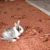 خرگوش