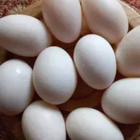 تخم اردک