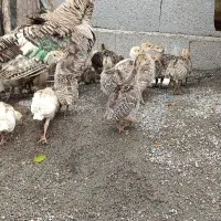 جوجه بوقلمون با مادر  ۲۰ عدد و ۱۲ عدد جوجه شاخدار