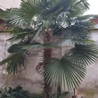 درخت پالم
