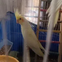 جوجه عروس هلندی