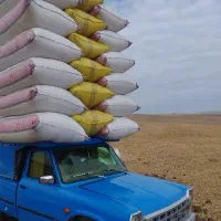کاه کاهکوپ گندم
