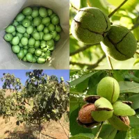 نهال انگورآلبالوگوجه سبزگلابی تمشک